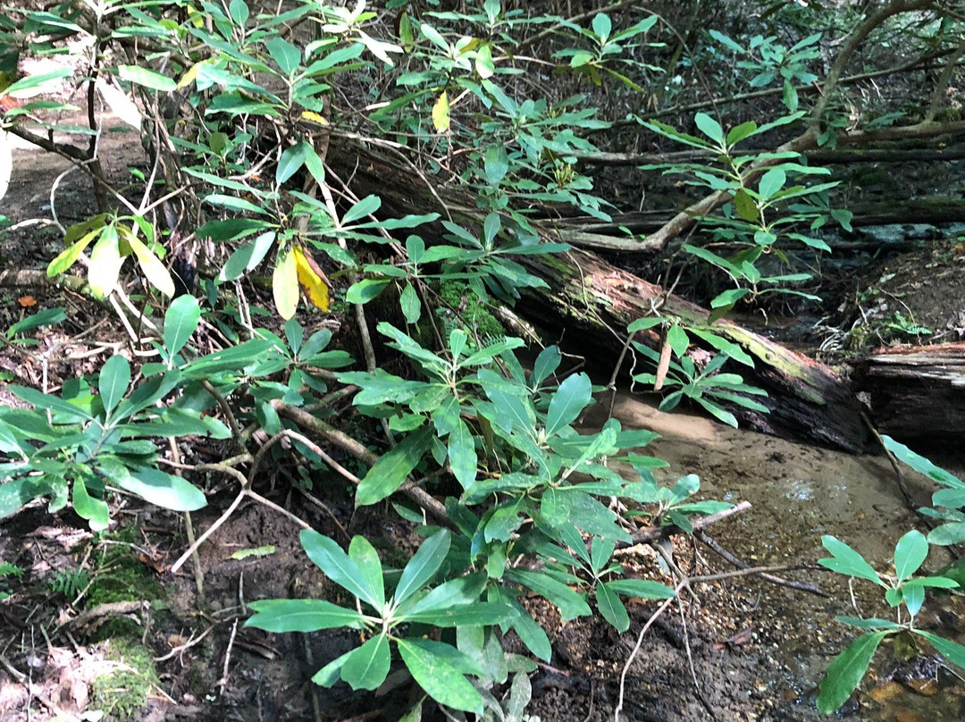 Aska Trails景点图片