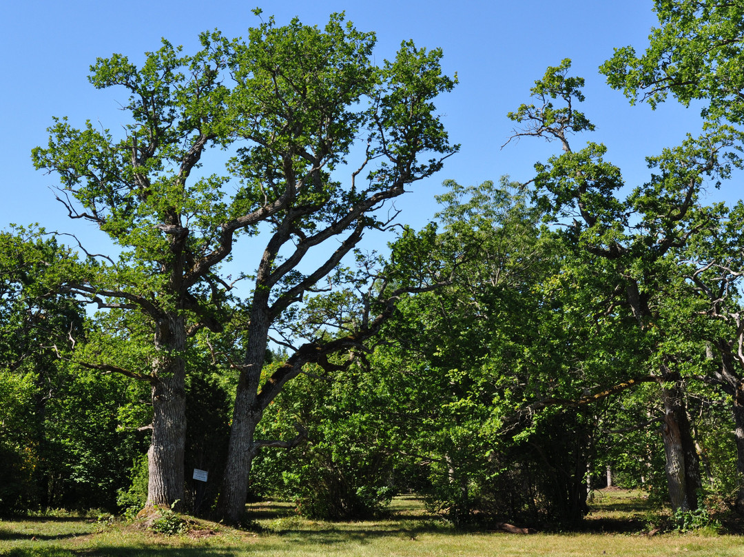 Loode Oak Forest-Lahekula必去景点
