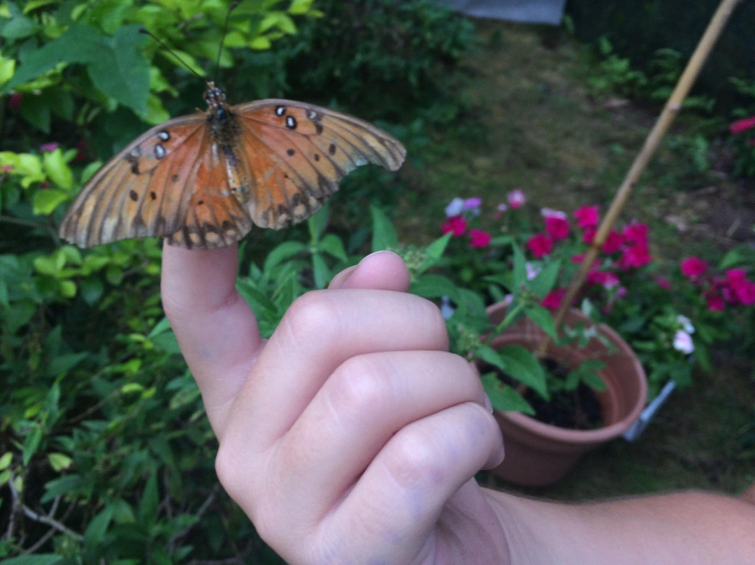 The Maui Butterfly Farm-拉海纳必去景点