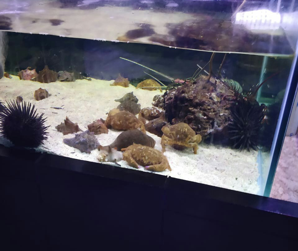 Abyss Fish Aquarium Goa景点图片