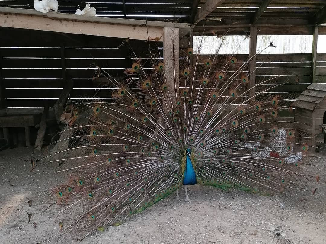 parc animalier de Saint Vougay景点图片