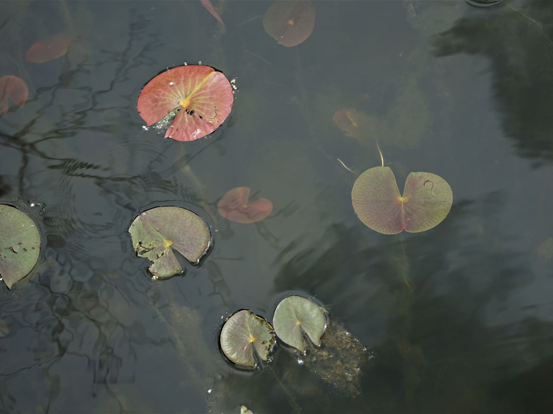 Big Bog State Recreation Area-Waskish必去景点