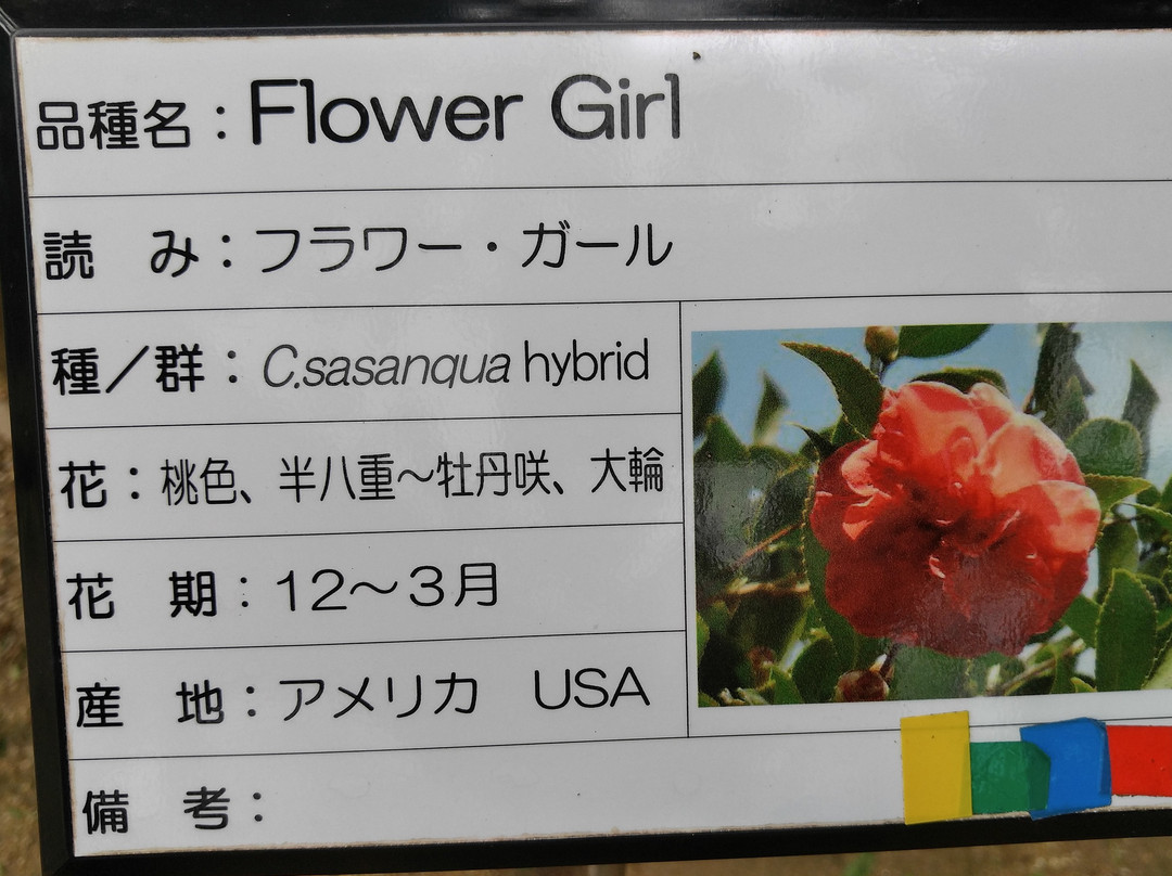 Kurume World Camellia Museum景点图片