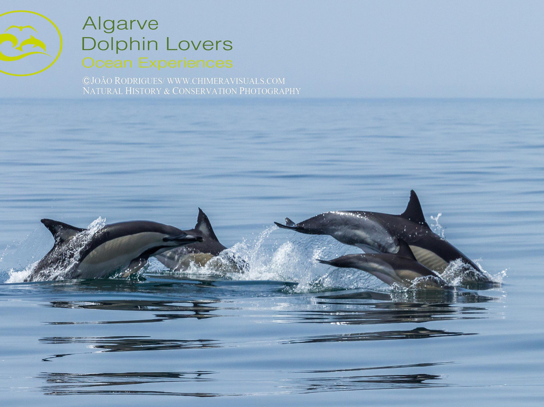 Algarve Dolphin Lovers景点图片