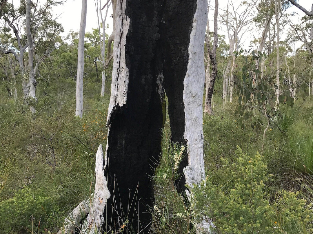 Cooloola Wilderness Trail景点图片