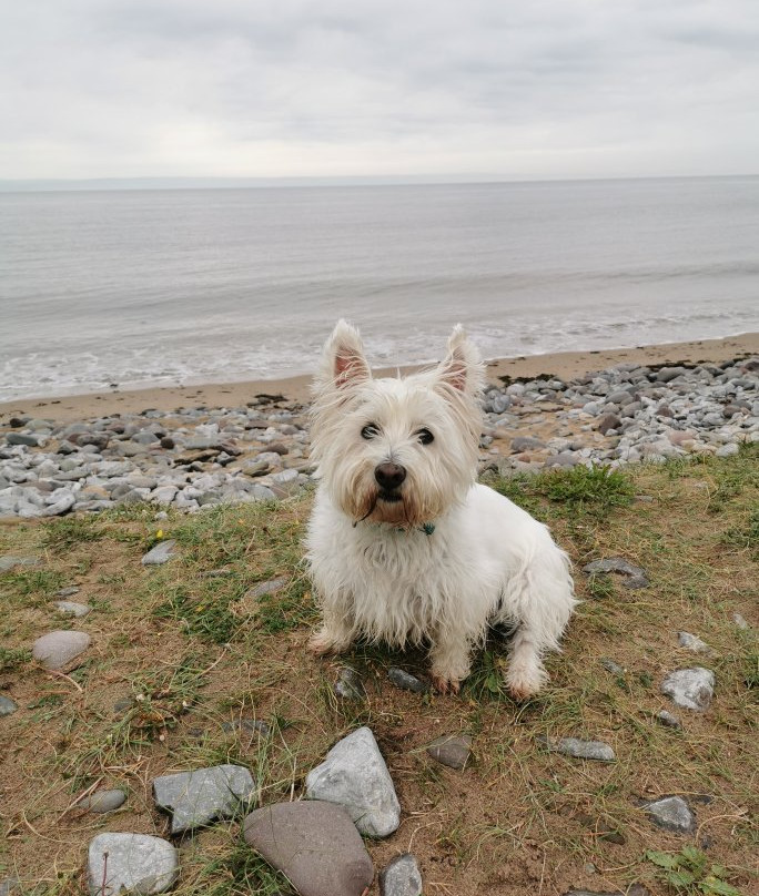 Merthyr Mawr Sand Dunes景点图片