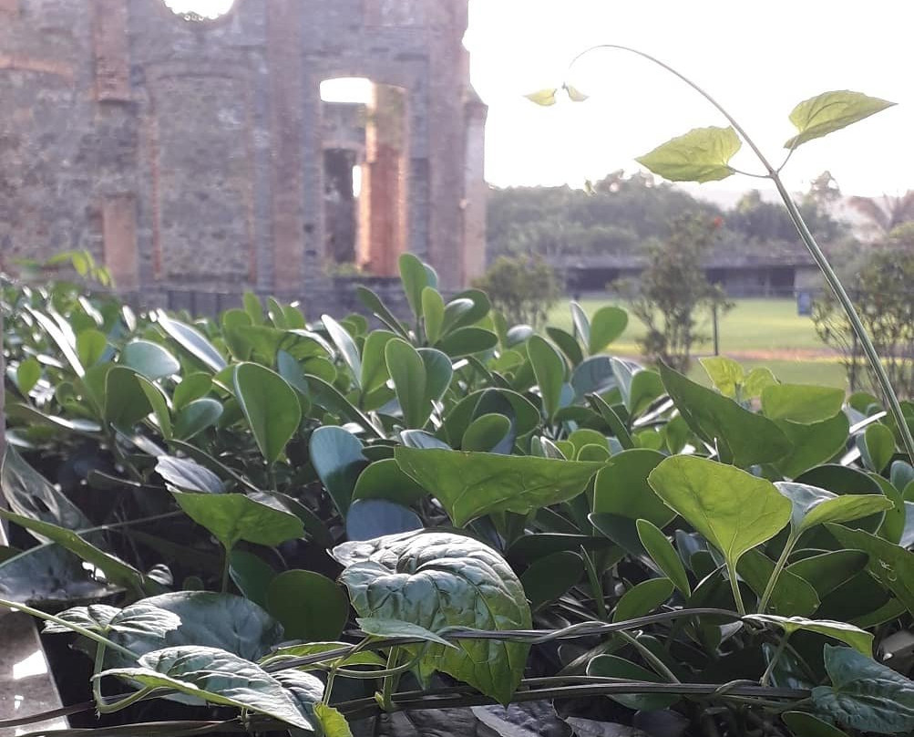 Ruinas do Engenho Central de Bracuhy景点图片