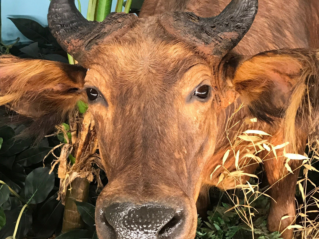 Harber Wildlife Museum-Sherman必去景点