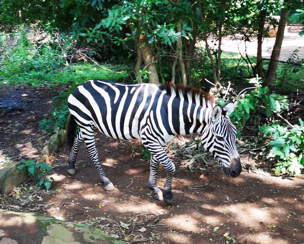 Kisumu Impala Sanctuary景点图片
