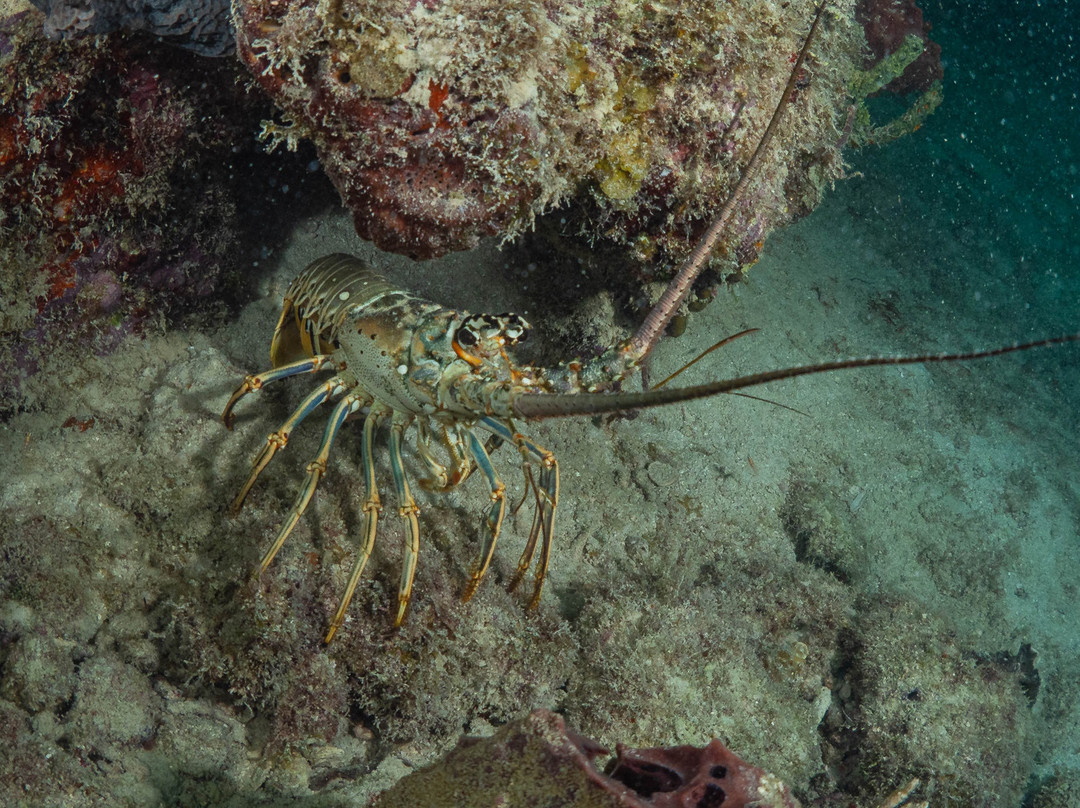 Adventure Watersport Charters-基韦斯特必去景点