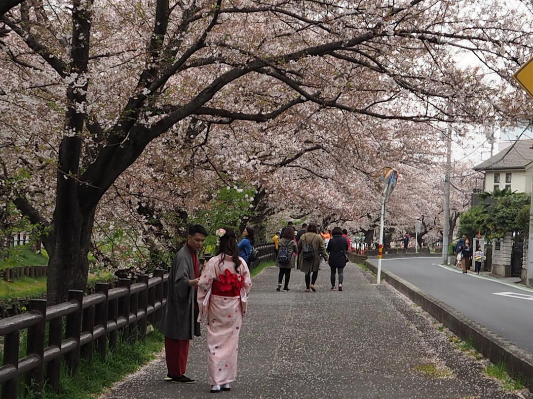 Shingashi River Cherry Blossoms-川越市必去景点