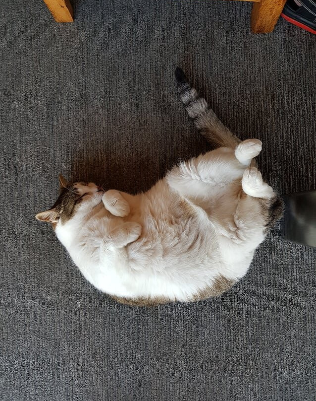 Whalesong Lodge主图