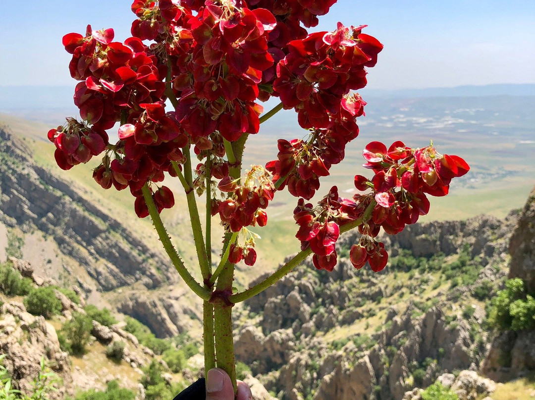 Merquli Rock Relief-苏莱曼尼亚必去景点
