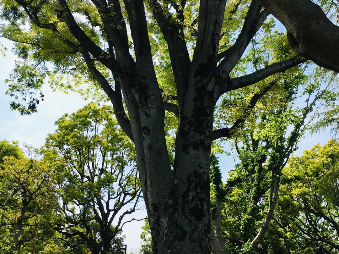 Heiwa no Mori Park-中野区必去景点