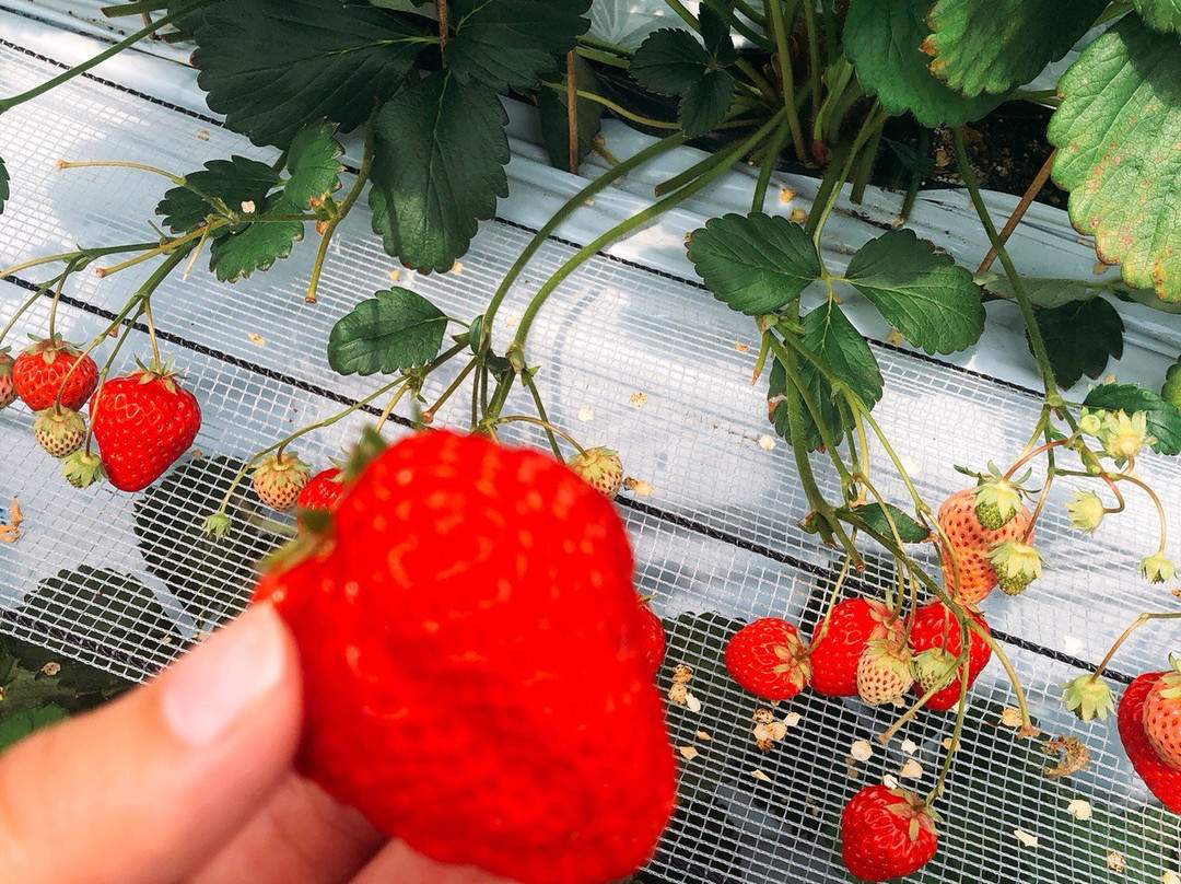 Koshigaya Strawberry Suga Farm-越谷市必去景点