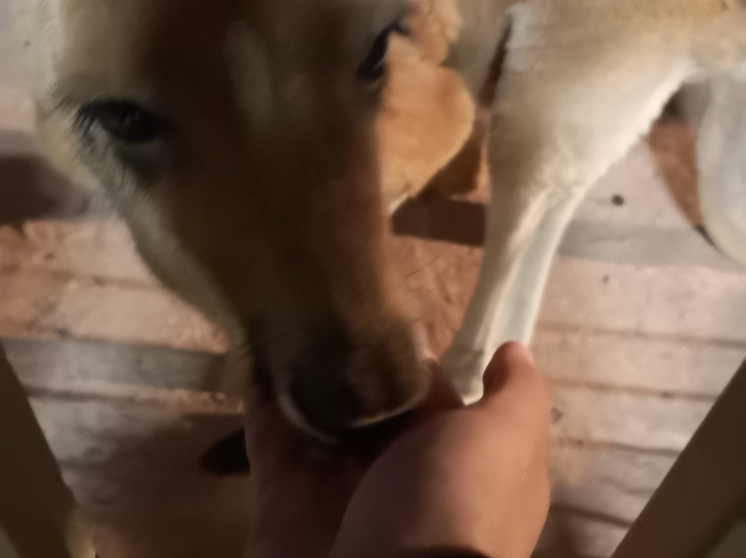 Josephine's Gallery and Kangaroo Orphanage-库伯佩迪必去景点