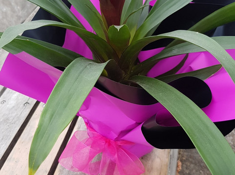 Inspired by Eden-奥克兰中心地区必去景点