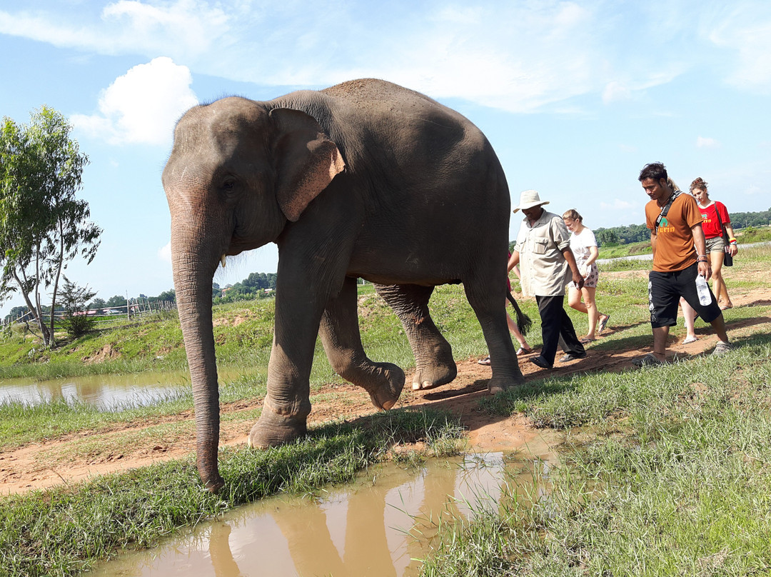 Save Elephant Foundation - Surin Project景点图片