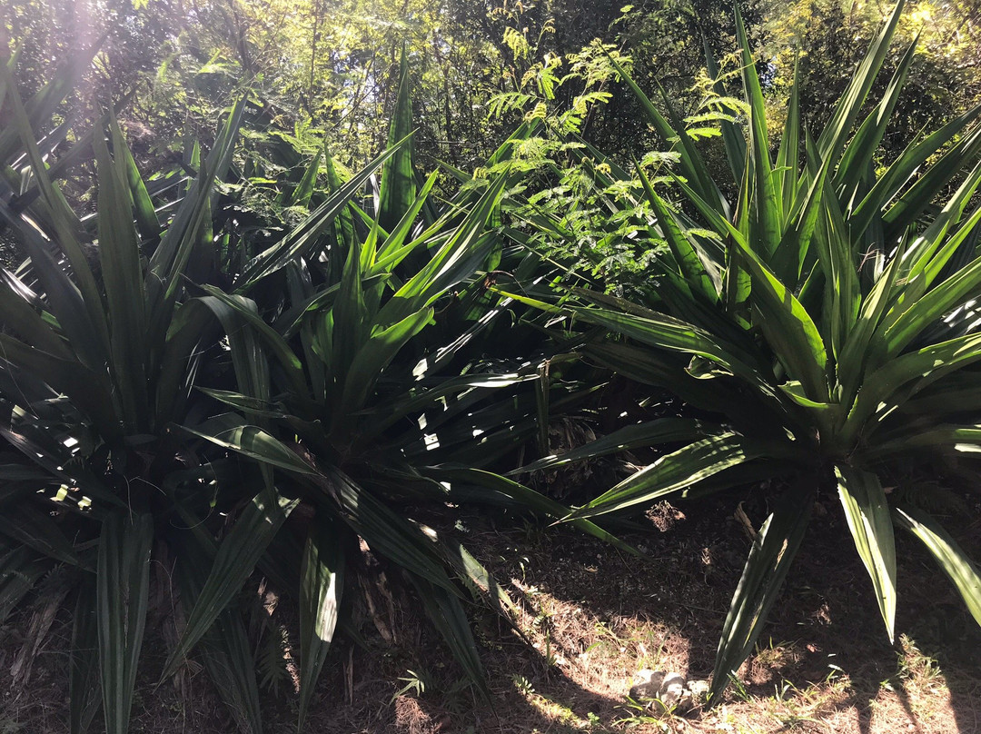 Hamamoto Tropical Fruit World-尤纳必去景点