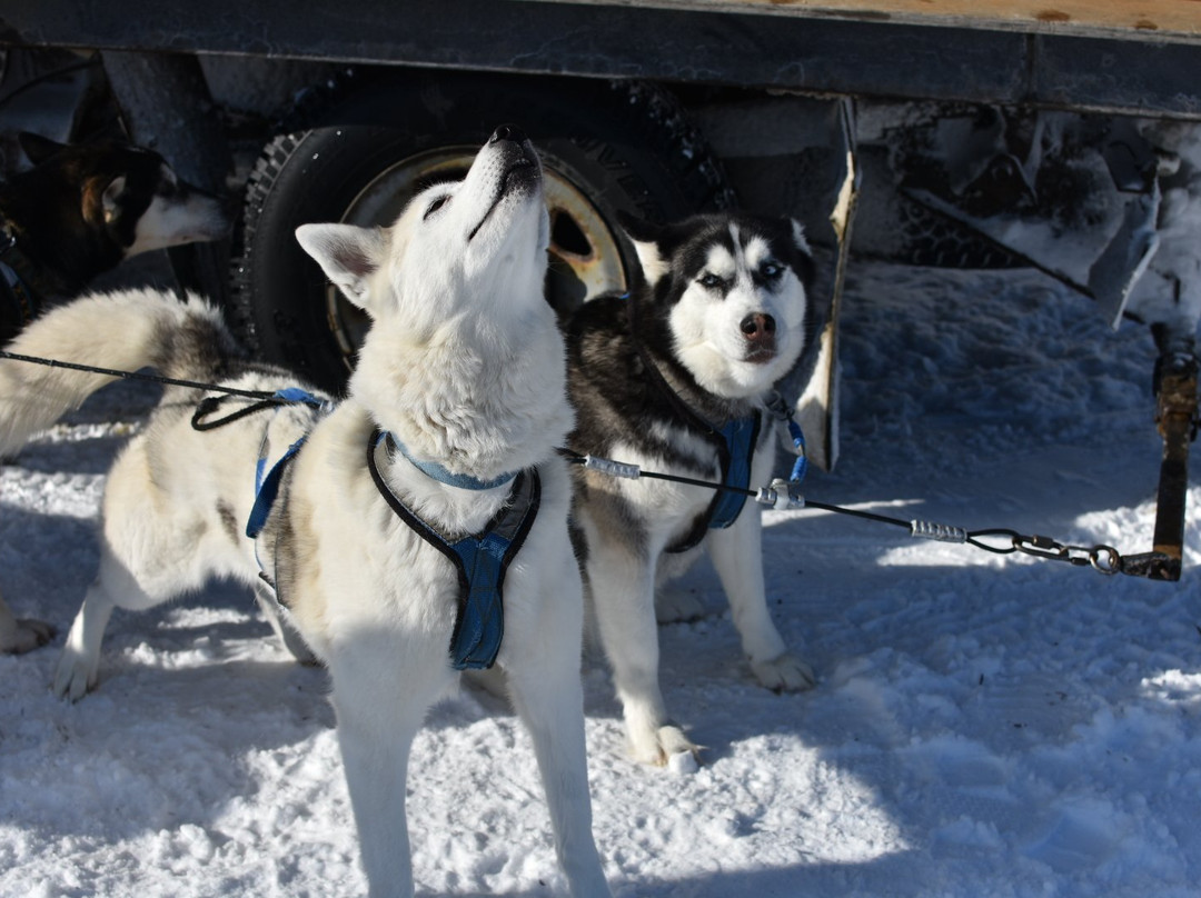 Peace Pups Dog Sledding-Elmore必去景点