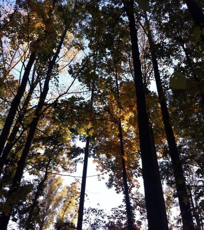 Golf Cart Paths-桃树市必去景点
