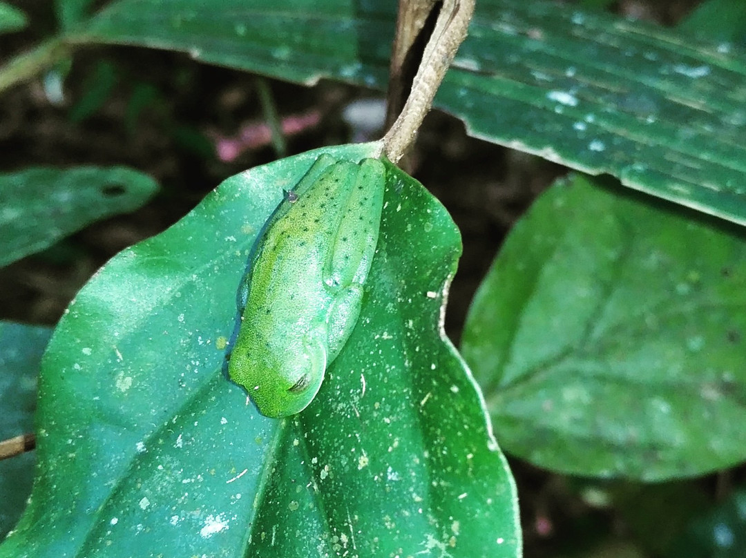 Nature Tours Costa Rica-哥斯达黎加安东尼奥国家公园必去景点
