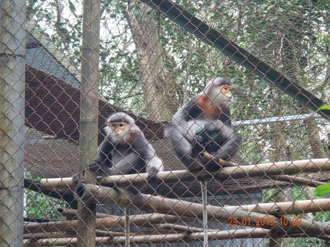 Endangered Primate Rescue Centre景点图片