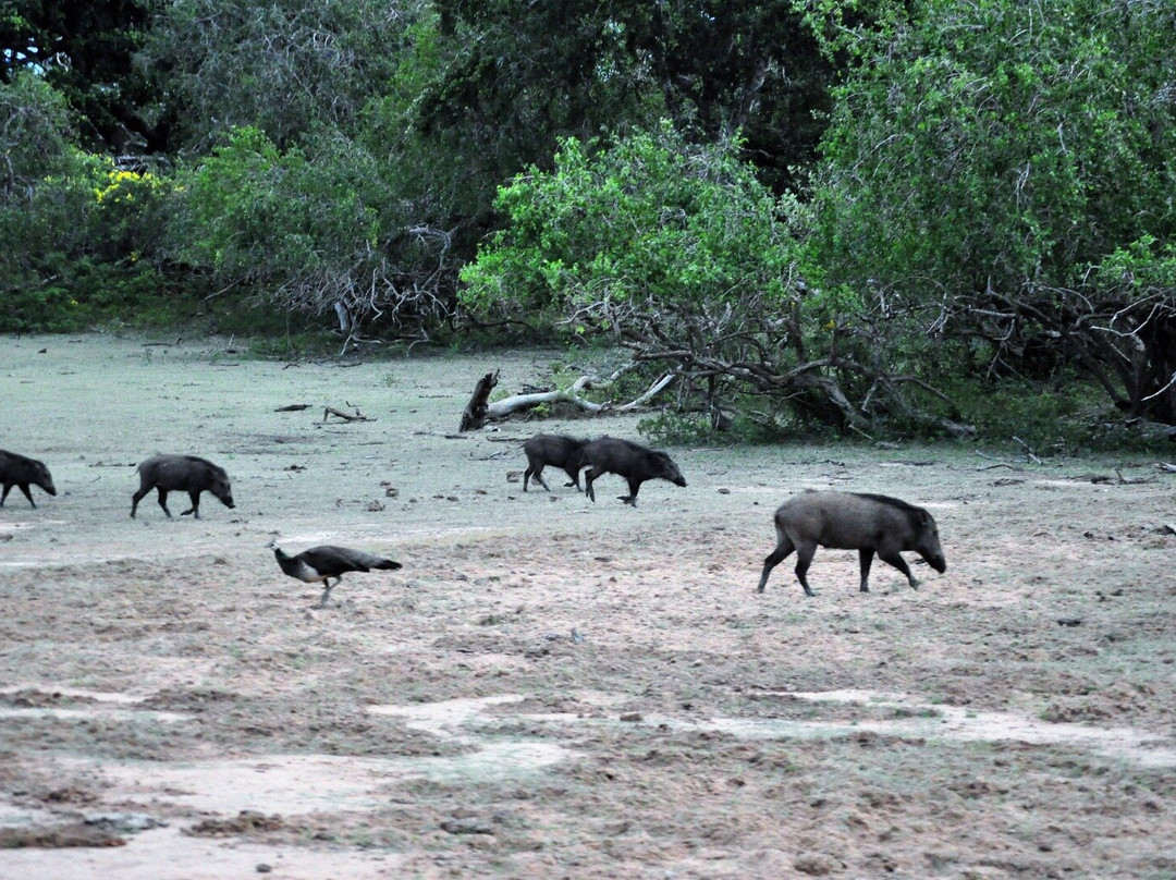 Tree Tops Yala主图
