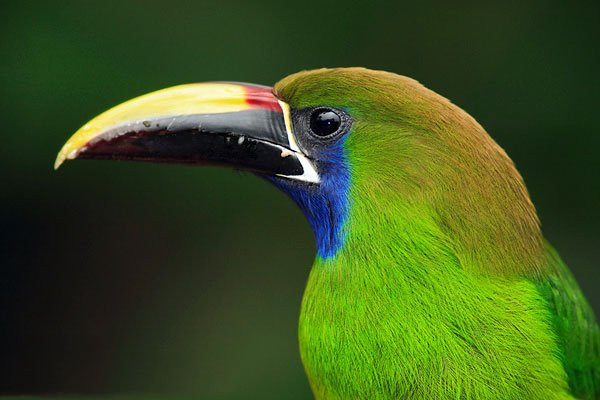 Costa Rica Focus景点图片