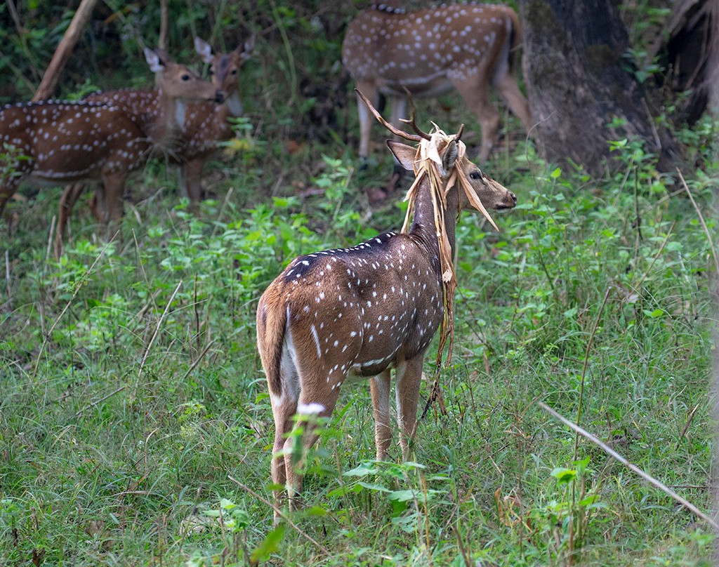 Nagarhole National Park景点图片