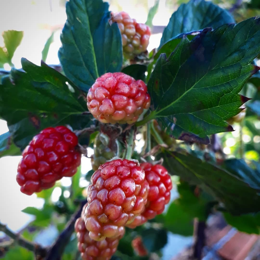 Camping e Pousada Serra e Mar-官方