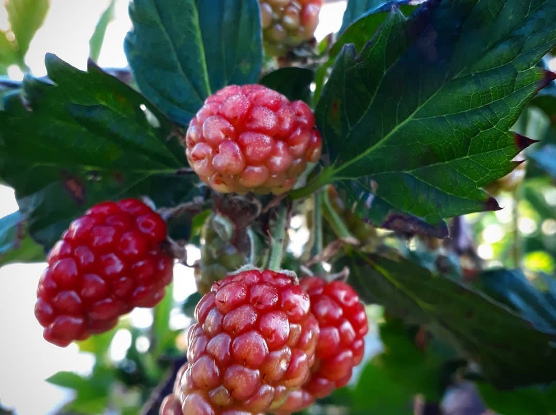 Balneario Gaivota酒店住宿-Camping e Pousada Serra e Mar