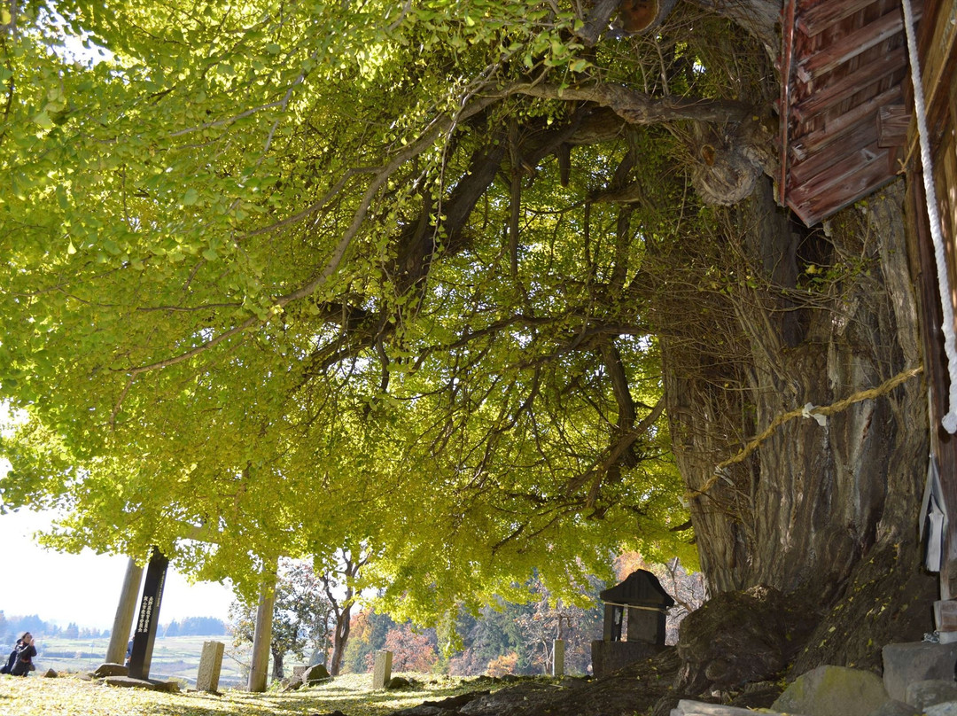 Godo's Big Ginkgo Biloba Tree-饭山市必去景点