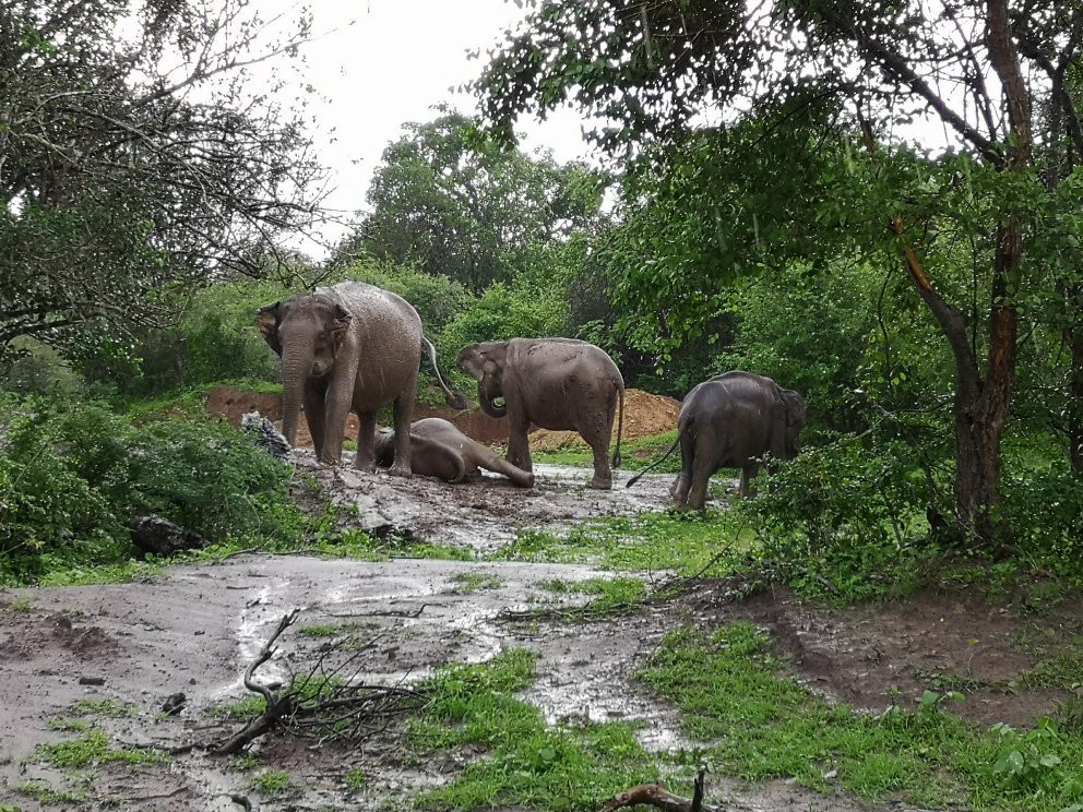 Bundala Safari And Village Experience-蒂瑟默哈拉默必去景点