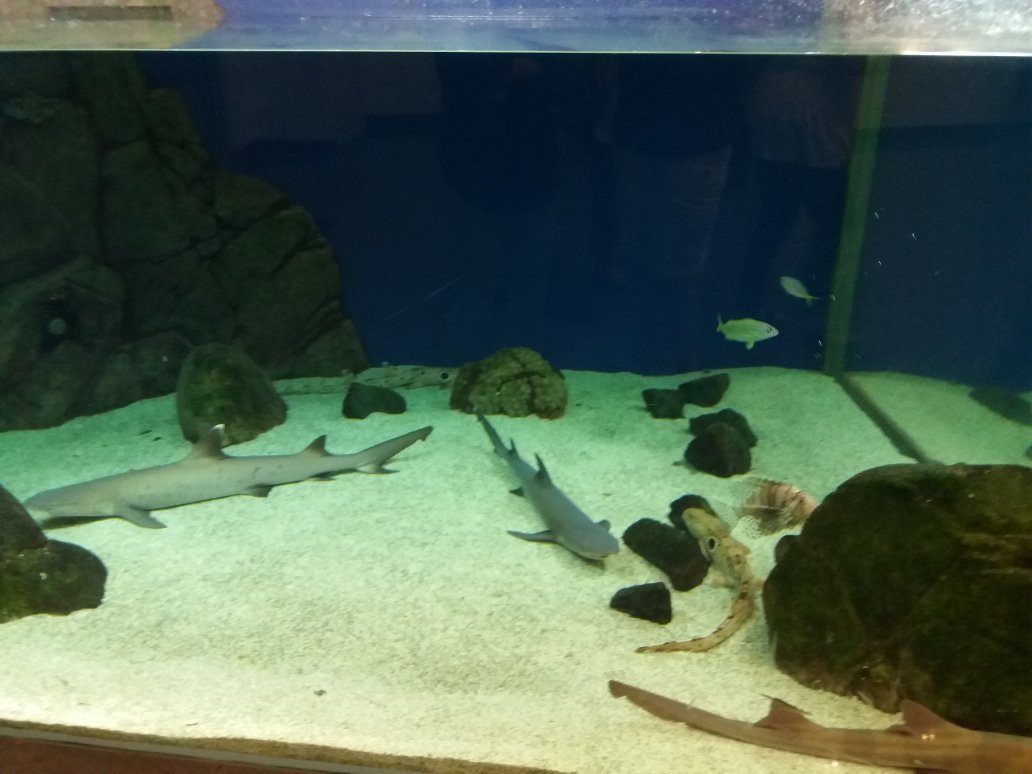 Southport Sharks-绍斯波特必去景点