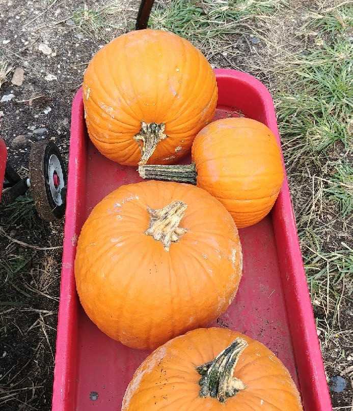 Organics Today Farm-East Islip必去景点