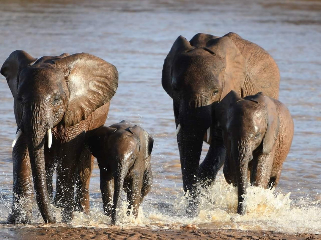 肯尼亚自然世界之旅-内罗毕必去景点