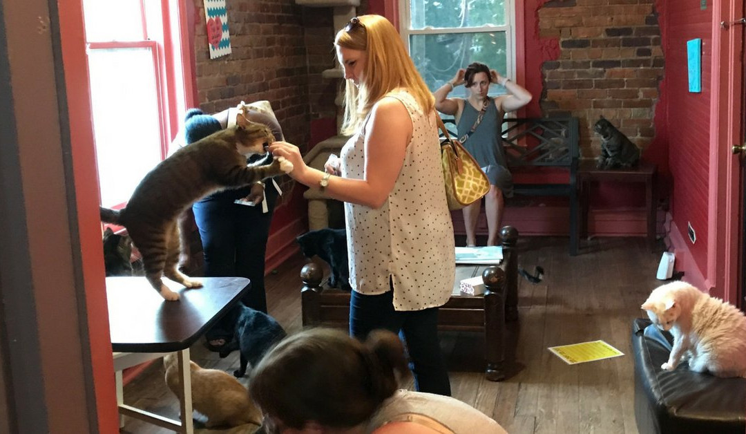 Catitude Cat Cafe-West Columbia必去景点