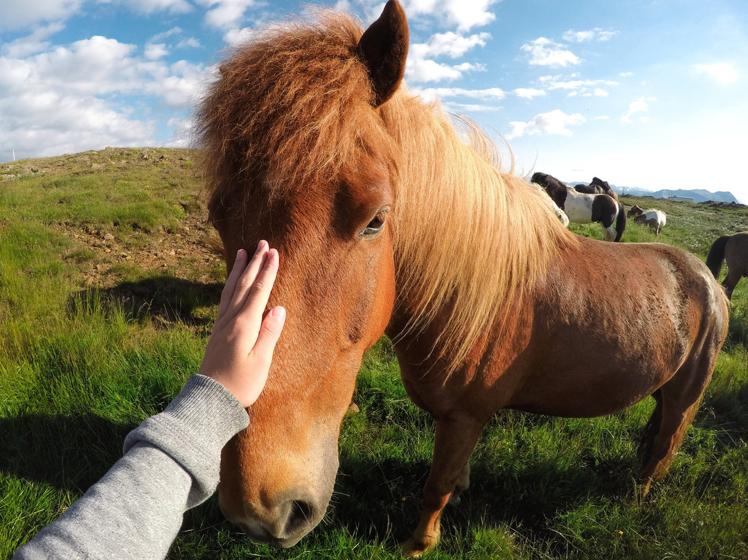 Iceland Horse Tours-Saudarkrokur必去景点