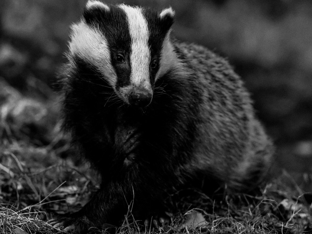 Devon Badger Watch-蒂弗顿必去景点