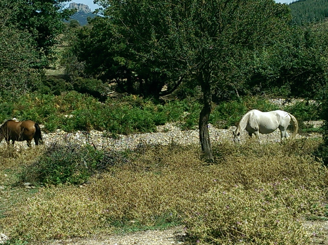 Foresta di Montes景点图片