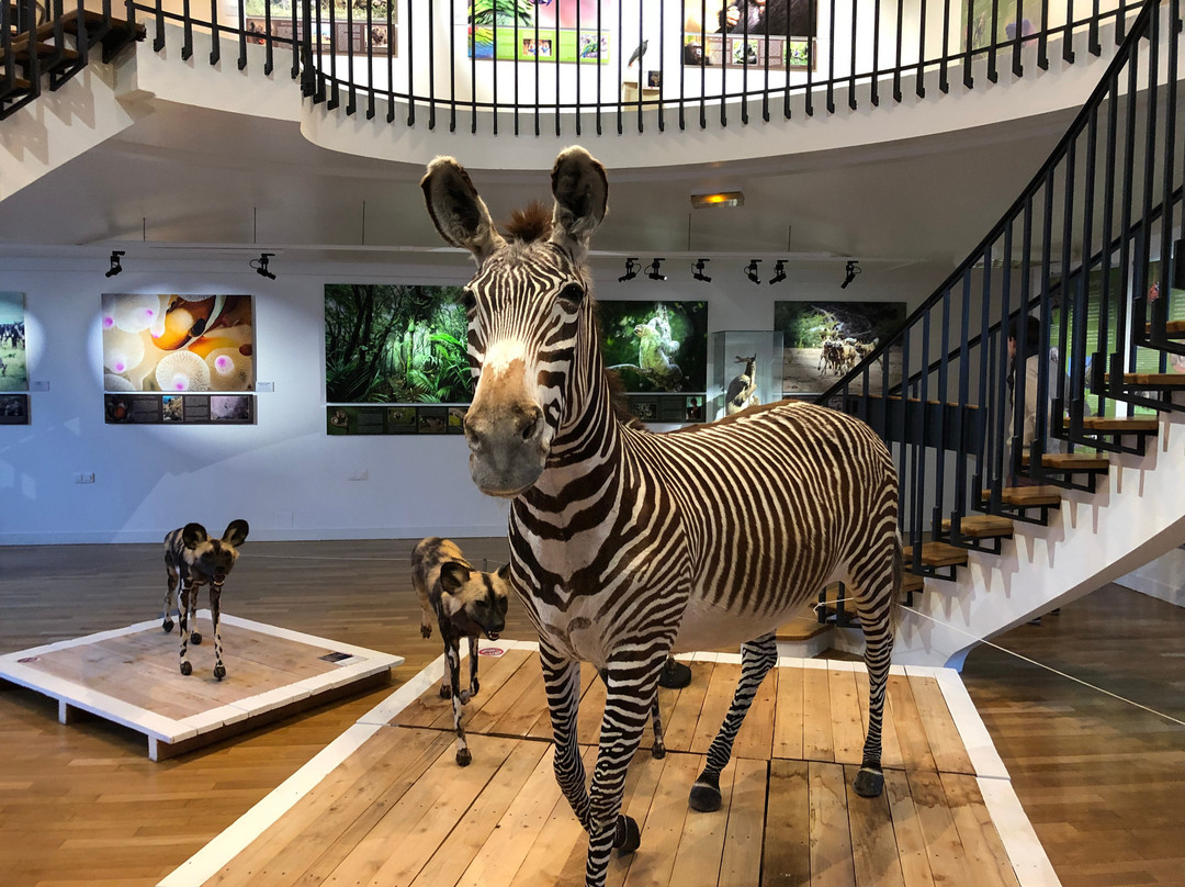 Muséum d'Histoire Naturelle-勒阿弗尔必去景点
