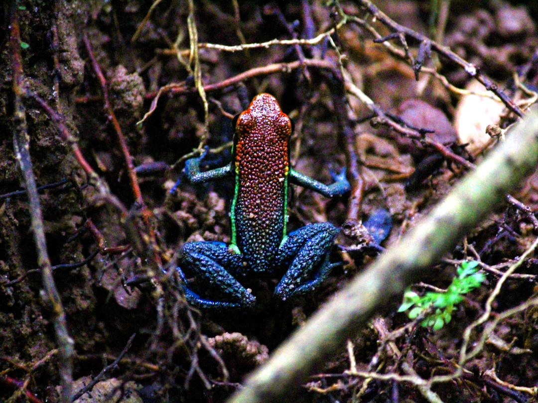 Catarata De Corintoni-Atalaya必去景点