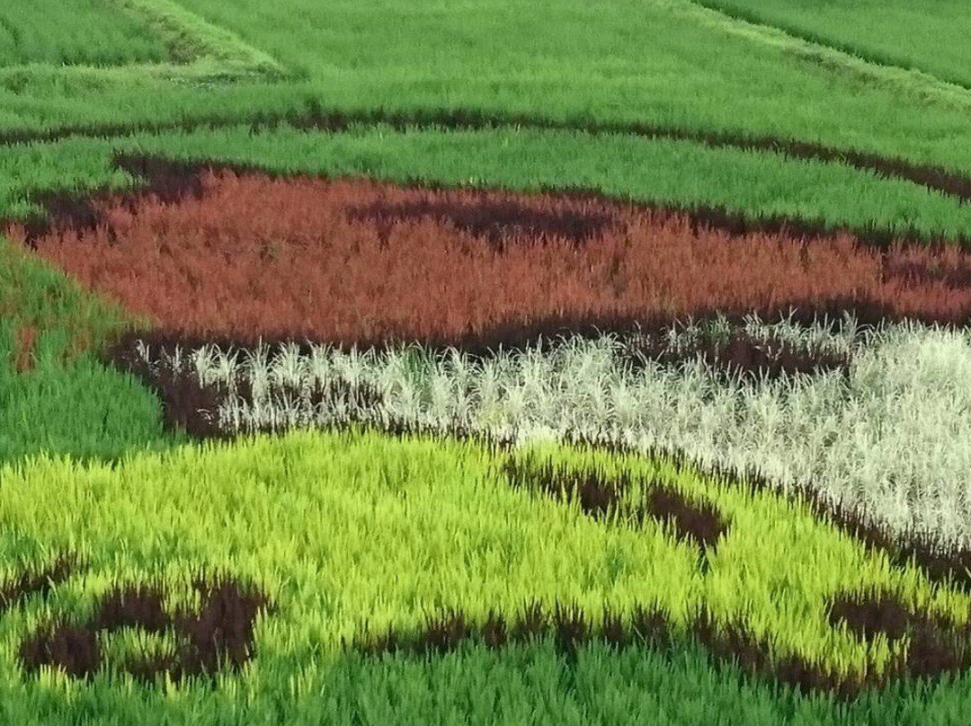 Soma Tambo Art-相马市必去景点