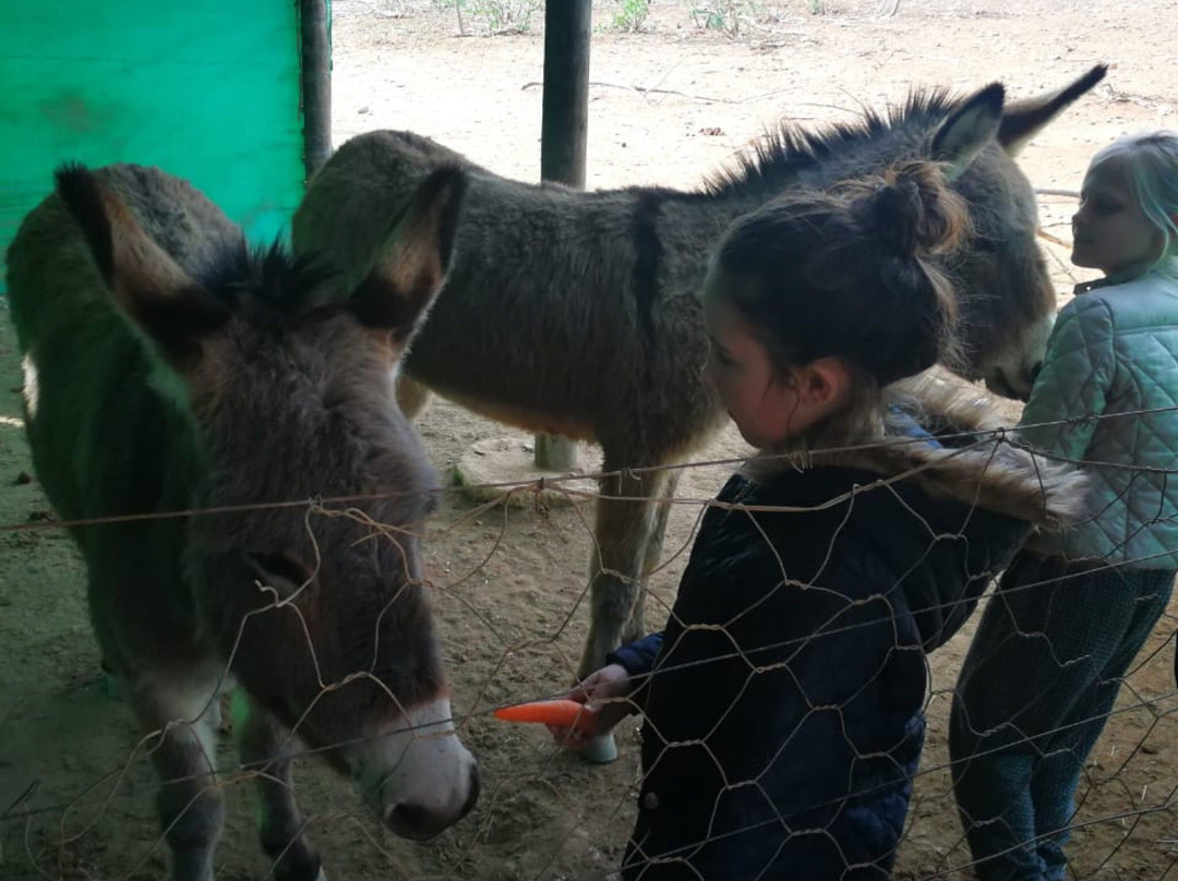 Alpaca Padocks景点图片