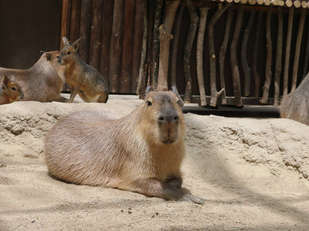 神戶動物王國-神户市必去景点