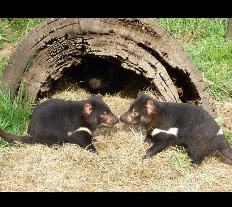 Wings Wildlife Park-Gunns Plains必去景点