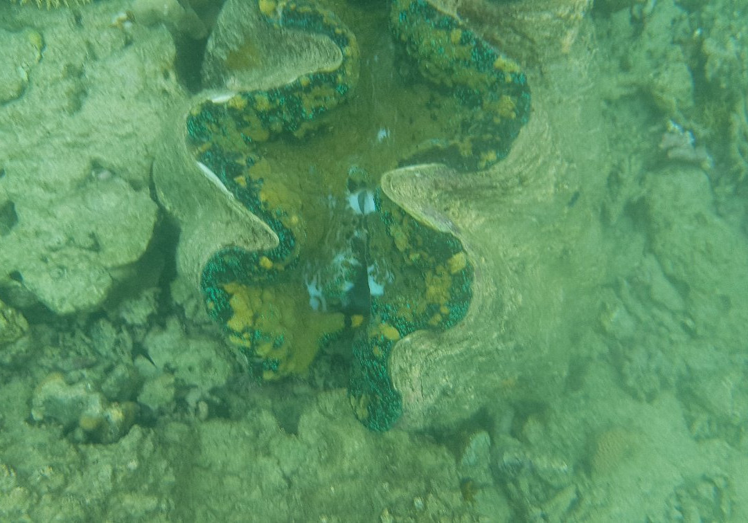 Sailaway Cape Tribulation-Cape Tribulation必去景点