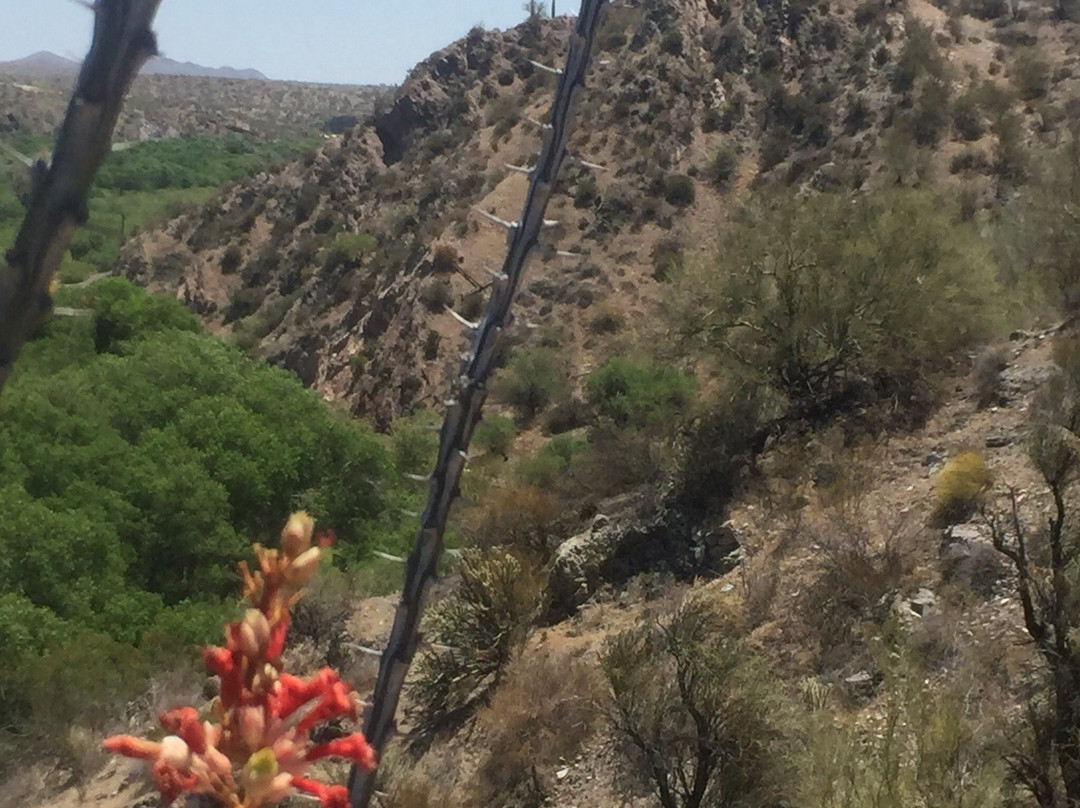 Hassayampa River Preserve-Wickenburg必去景点