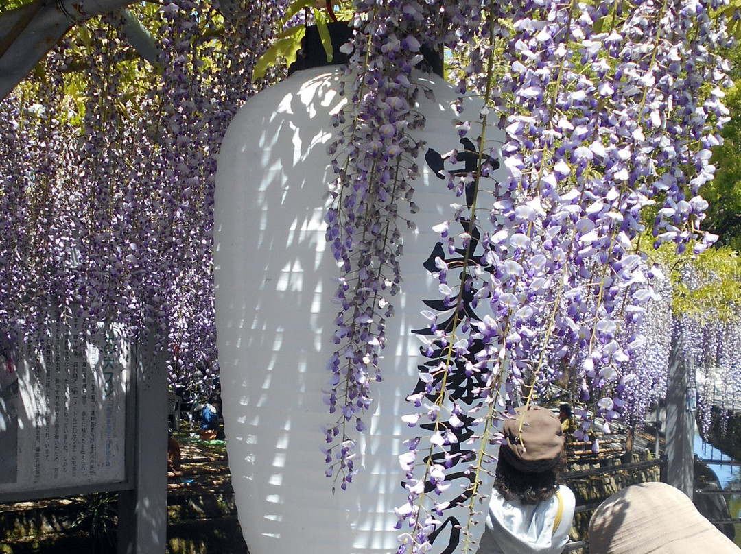 Nakayama Oto Festival-柳川市必去景点